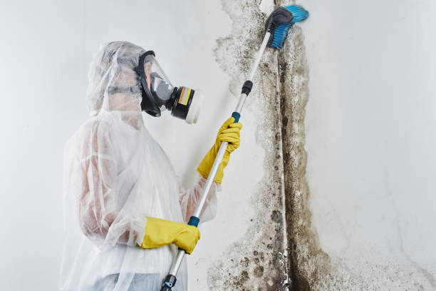  Ptland, OR Mold Removal Pros