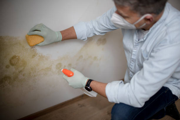 Best Health and Safety Mold Remediation in Ptland, OR