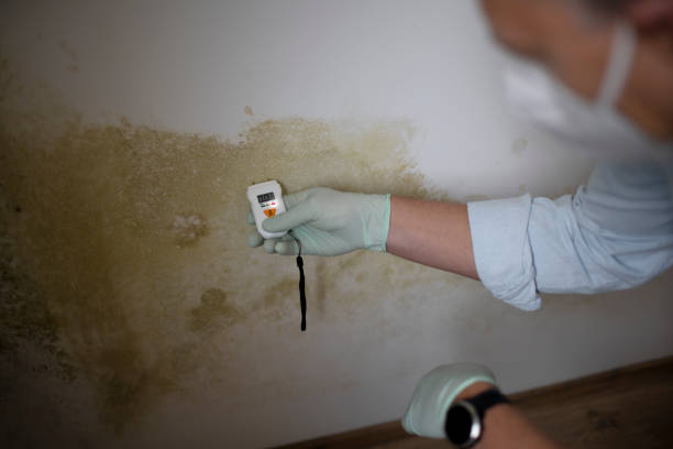 Best Attic Mold Remediation in Ptland, OR