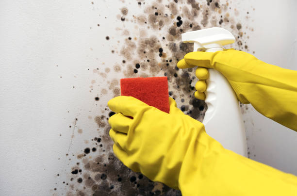 Professional Mold Remediation in Portland, OR