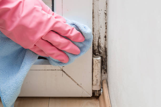 Best Residential Mold Remediation in Ptland, OR