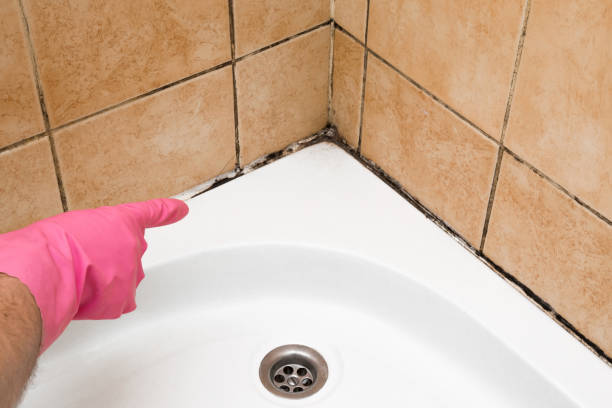 Best White Mold Remediation in Ptland, OR