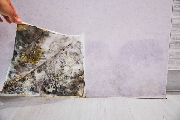 Best Kitchen Mold Remediation in Ptland, OR